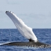 whale_humpback_h_00568_dom2616.jpg
